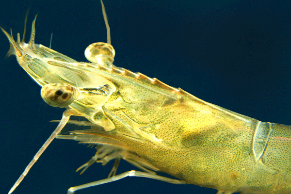 White Leg Shrimps in einem Experimentalsystem zur nachhaltigen Aquakultur. Litopenaeus vannamei gehört zu den wichtigen Speisgarnelen in Aquakultur, 